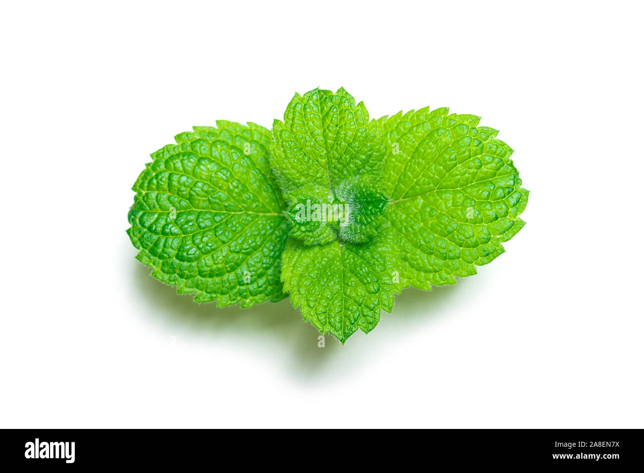 Peppermint mint twig isolated on white background. Herbal spearmint aromaingredient Stock Photo