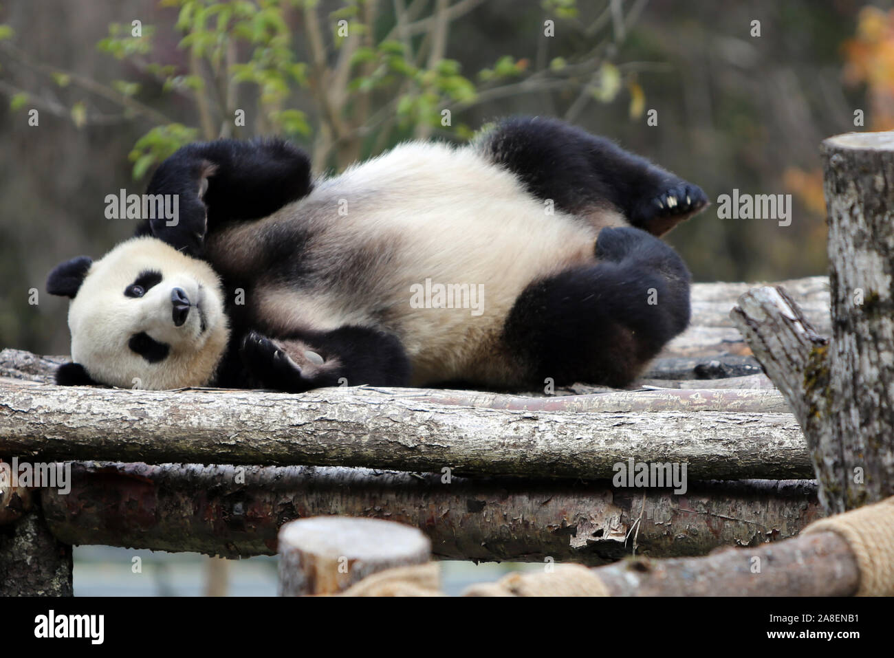 Jiuzhaigou, China's Sichuan Province. 7th Nov, 2019. A giant panda is seen  resting in the newly-opened Jiawuhai Giant Panda Conservation and Research  Park in Jiuzhaigou County, southwest China's Sichuan Province, Nov. 7,