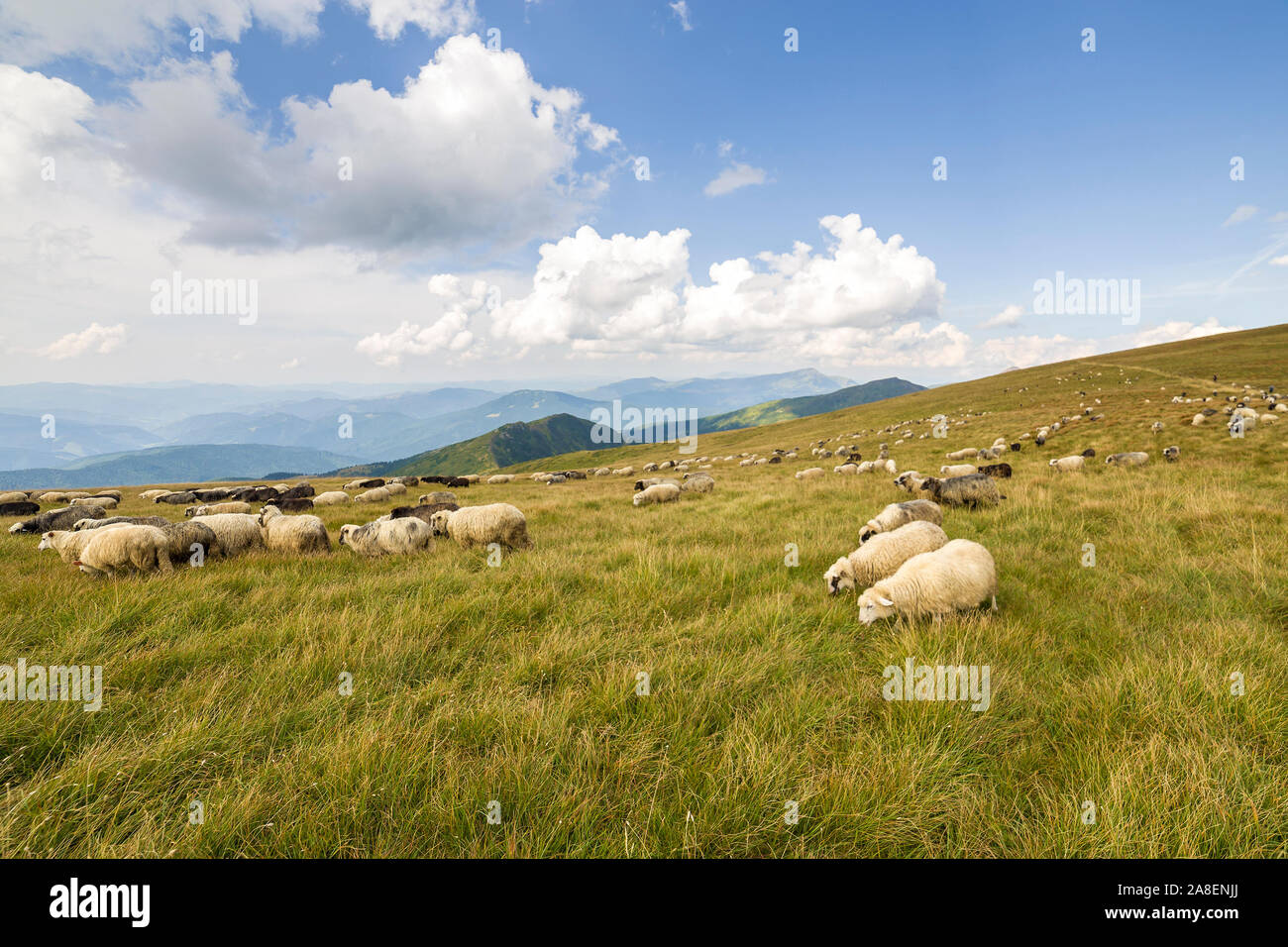Herd of farm sheep grazing on green mountain pasture Stock Photo - Alamy