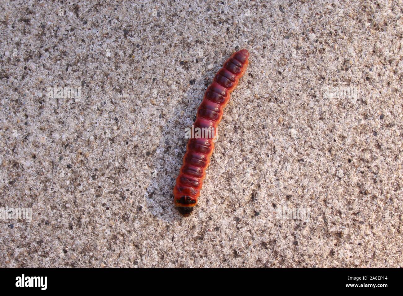The picture shows a caterpillar of a European goat moth Stock Photo