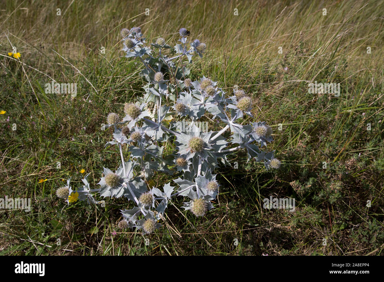 Sea Holly, Eryngiums maritimum, growing in sand dunes in Oxwich National Nature Reserve. The Gower, South-West-Wales, UK Stock Photo