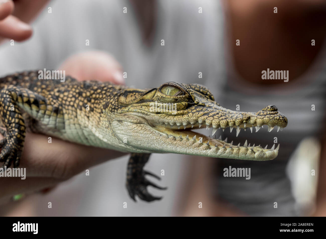 Baby Crocodile From The Mangroves In Sri Lanka Holding In Hands Stock Photo Alamy