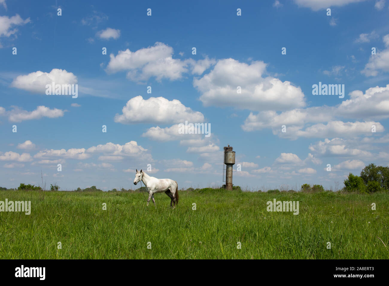White horse grazes in the field. Water tower. A stork nest lies on a water tower. Stock Photo
