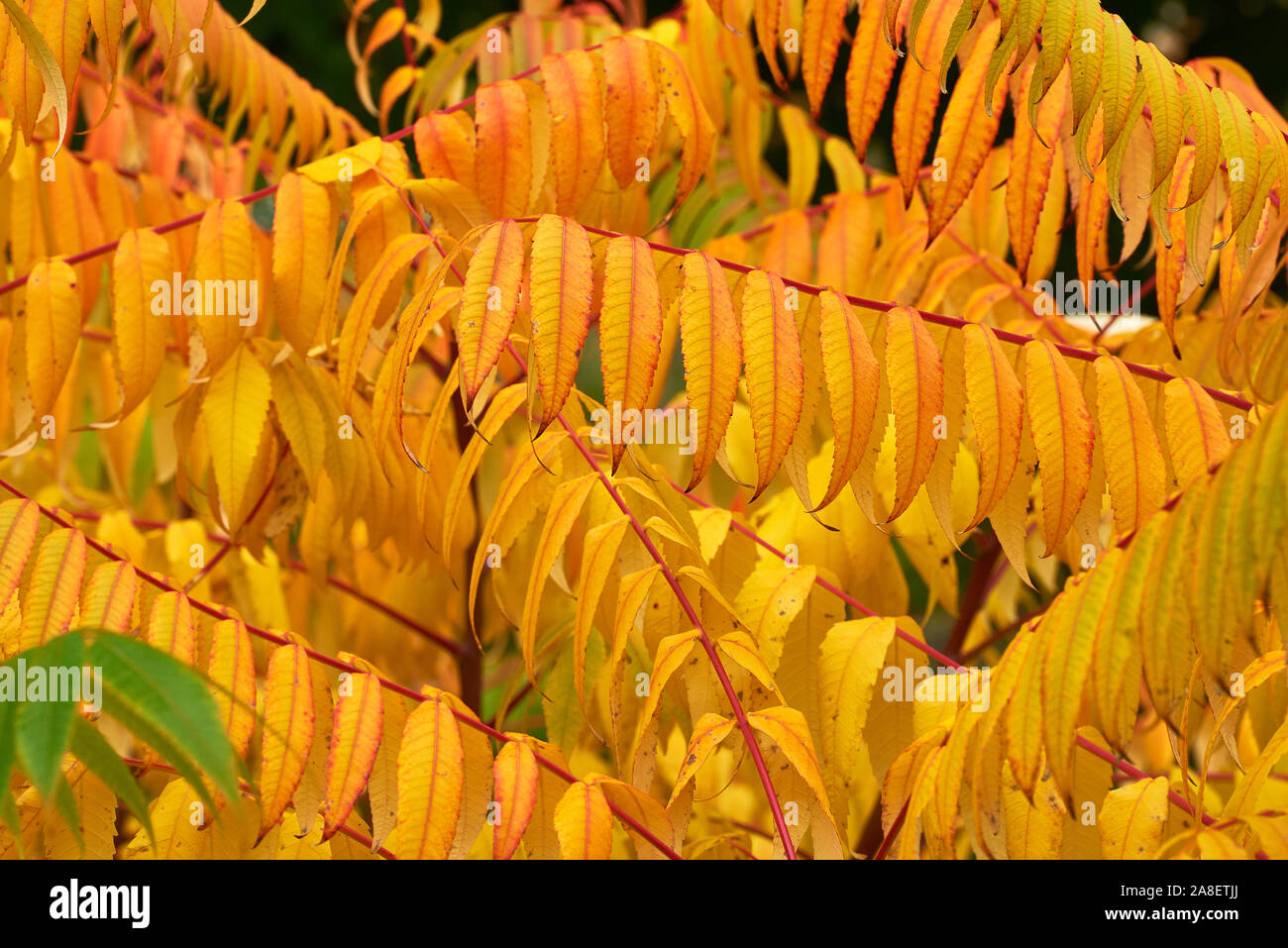 Leaves on a rhus typhina shrub during late autumn at the botanic garden of the university of Oxford, England. Stock Photo