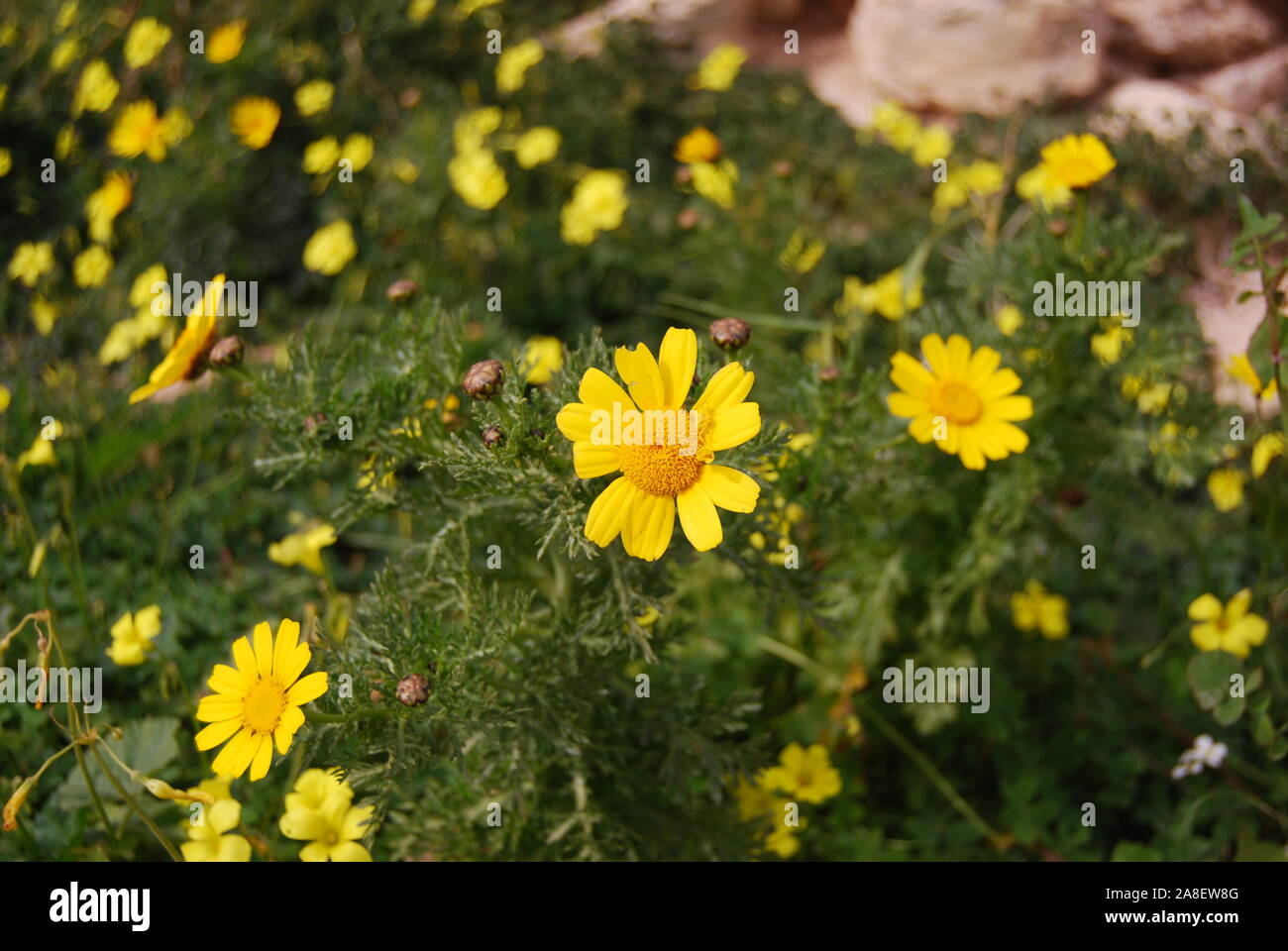 Flowers of Malta Stock Photo Alamy