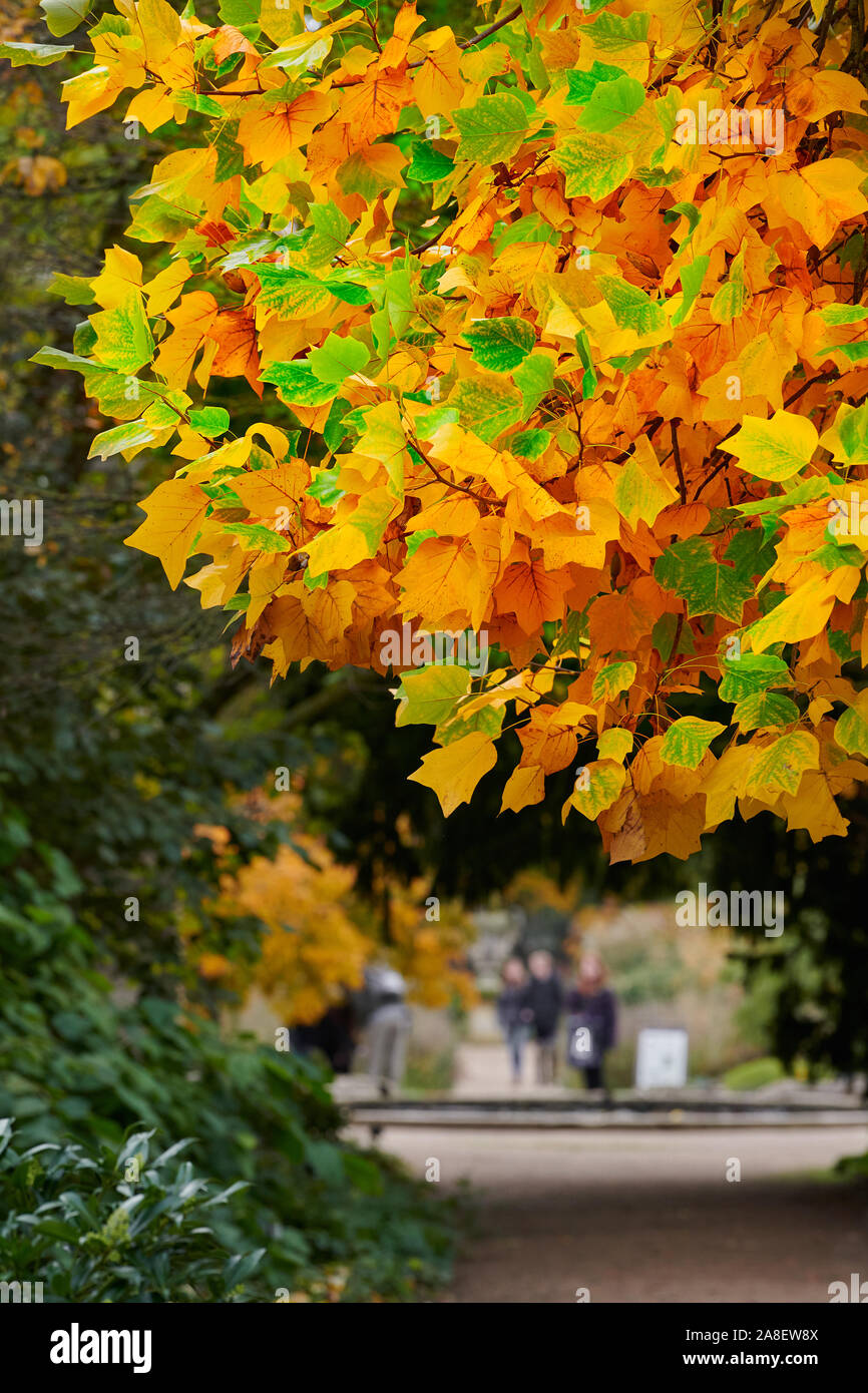 Green, amber, orange and yellow leaves on a Liriodendron Tulipifera tree during late autumn at the botanic garden of the university of Oxford, England Stock Photo