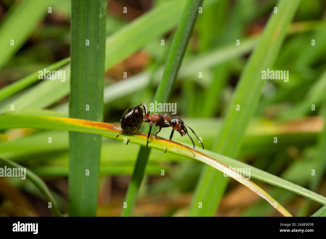Wood ant (Formica rufa) walking on blade of grass, Scotland, UK Stock
