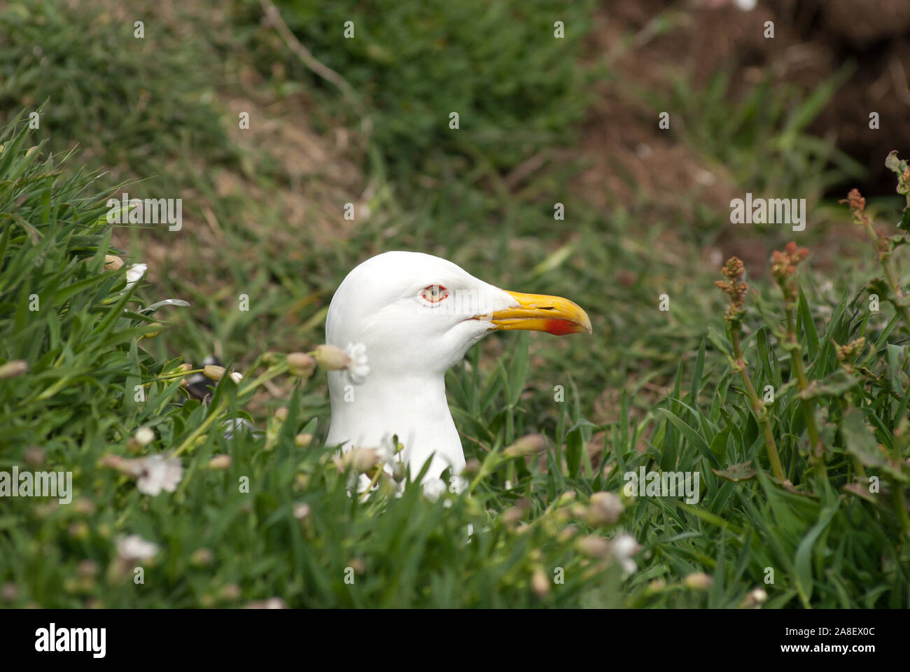 Portrait of herring gull (Larus argentatus) sitting amongst grass and white flowers. Stock Photo