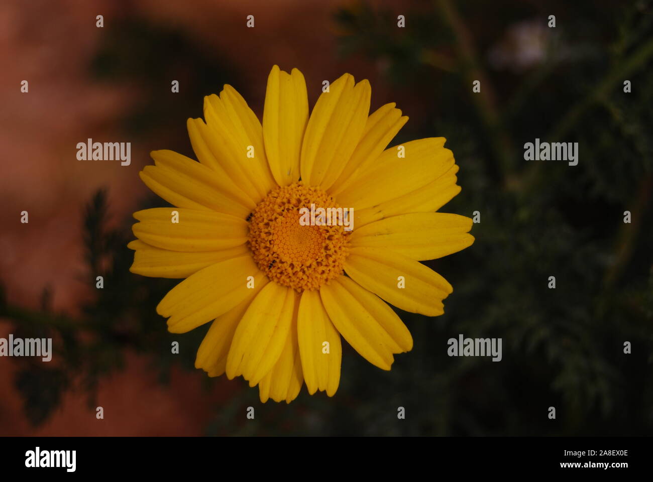 Flowers of Malta Stock Photo Alamy