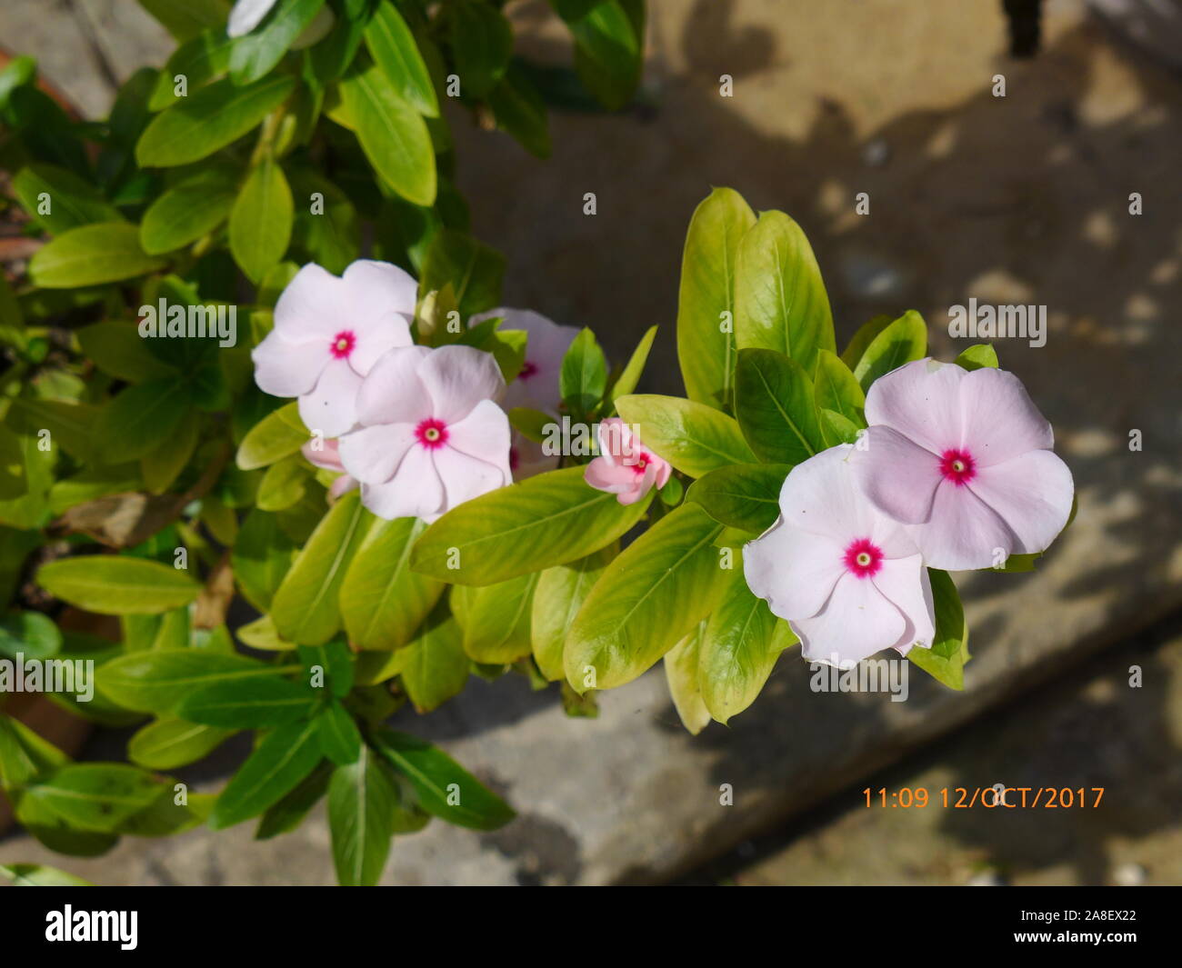 Flowers of Malta Stock Photo Alamy
