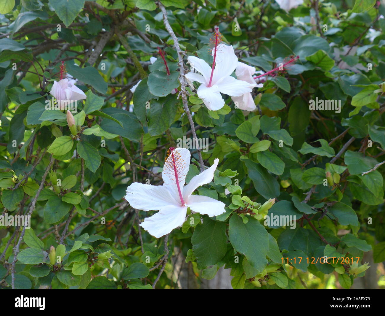 Flowers of Malta Stock Photo Alamy