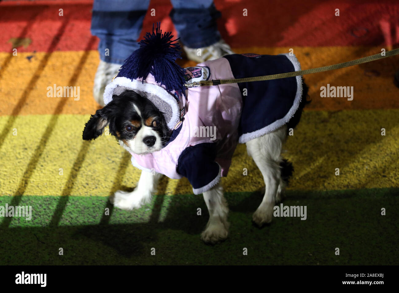 A dog dressed in Dulwich Hamlet colours before the FA Cup First Round match at Champion Hill, London. Stock Photo