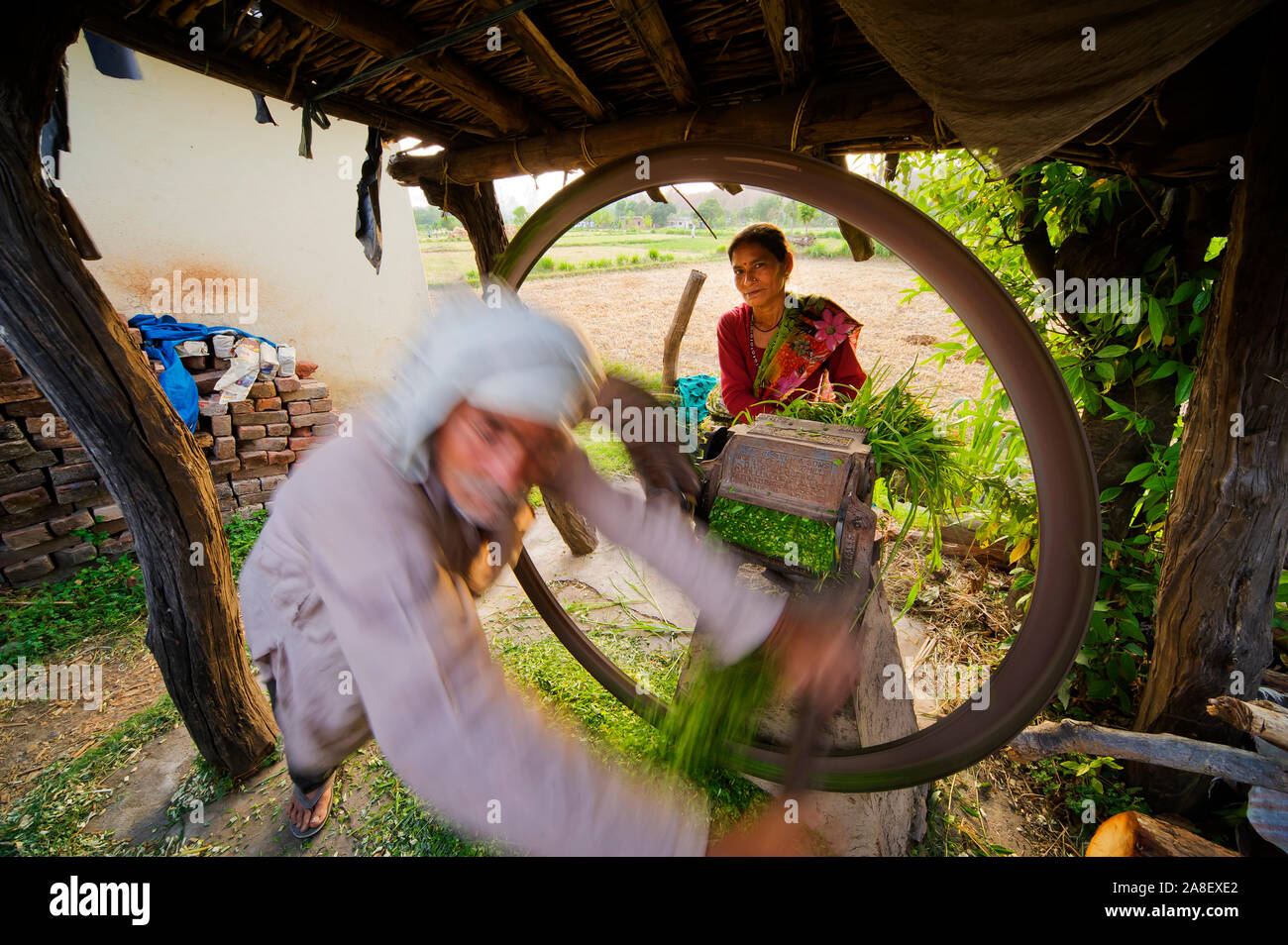Indian man cutting cattle fodder on a old machine at Chotti Haldwani ...