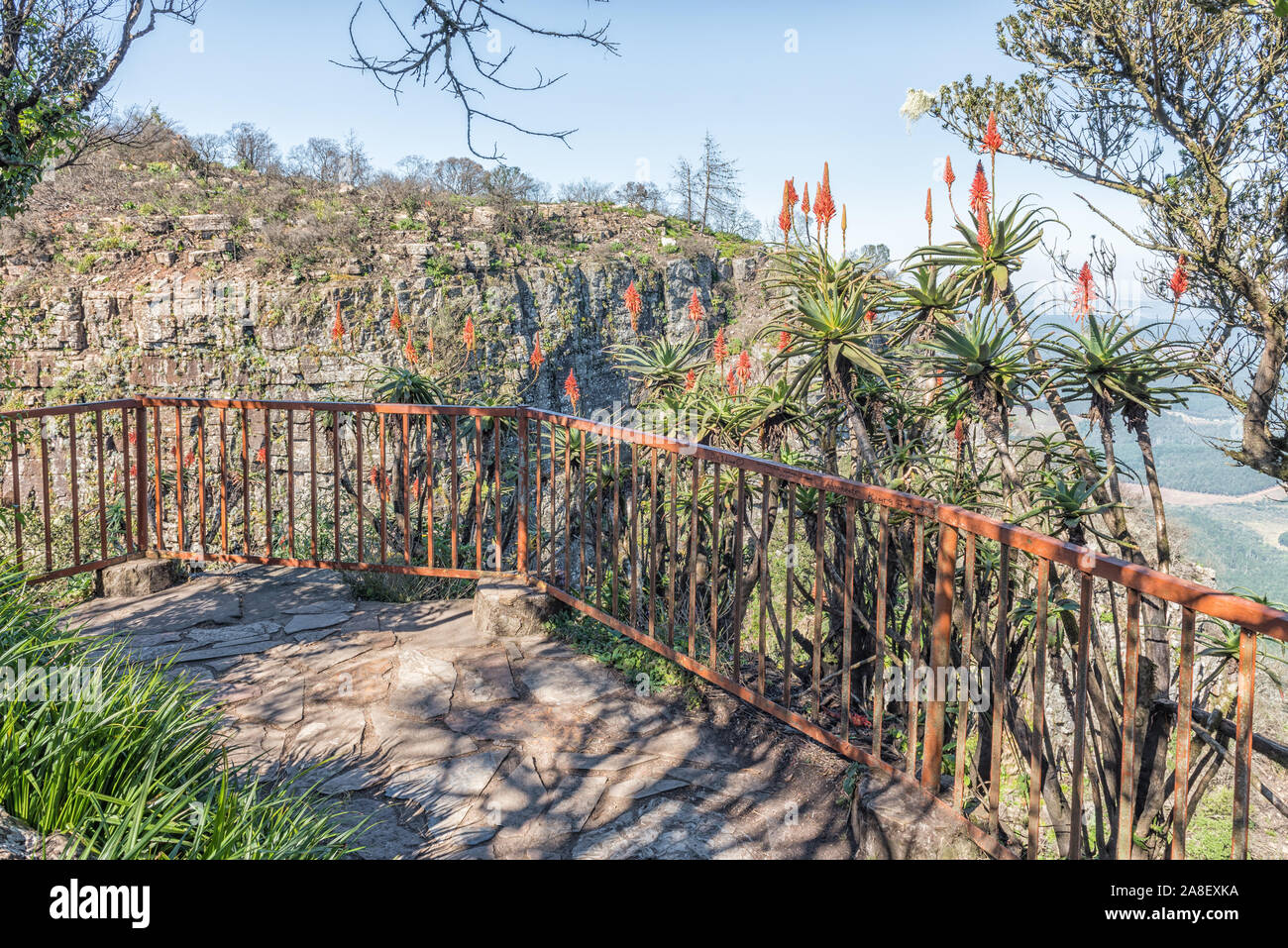 Aloes at a viewpoint at Gods Window near Graskop. A tourist is visible Stock Photo