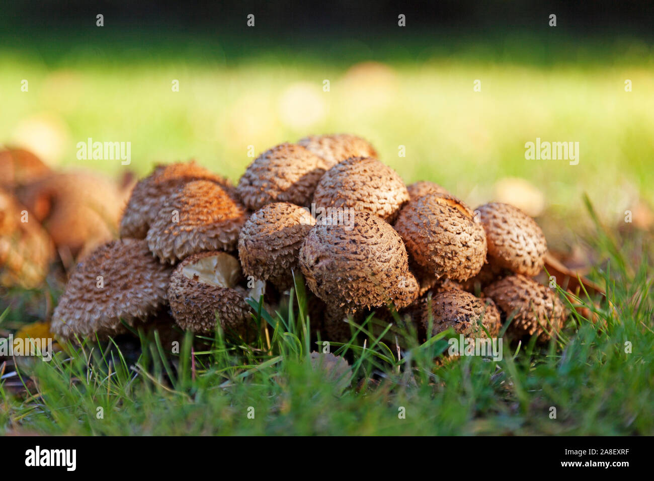 brown and beige mushrooms that grow very close together on the lawn of