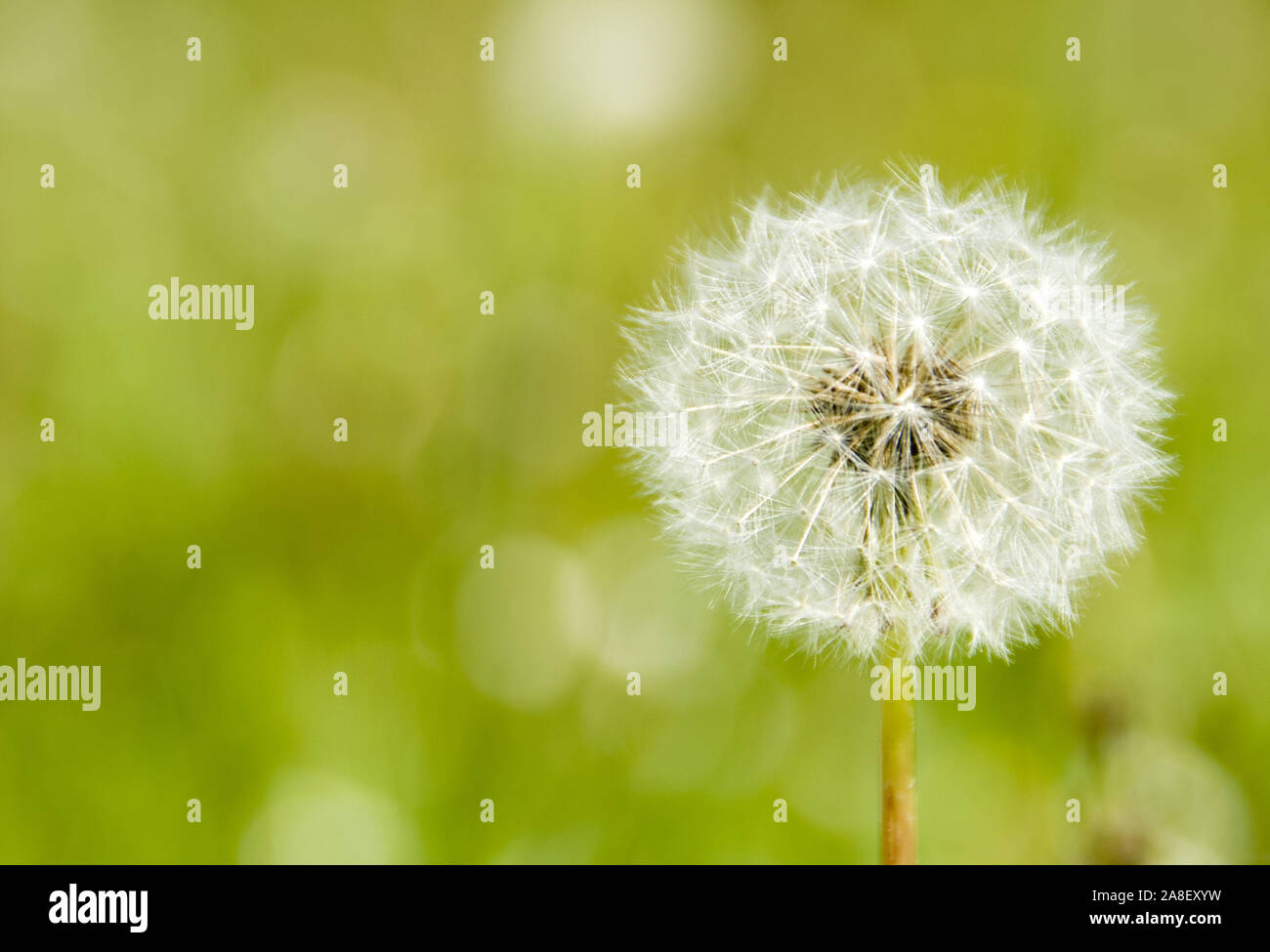 Löwenzahn, Pusteblume, Samen, Taraxacum officinale, Blume, Pflanze, Stock Photo