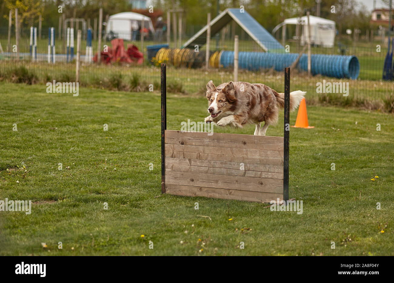 Dog jumps during a dog competition Stock Photo Alamy