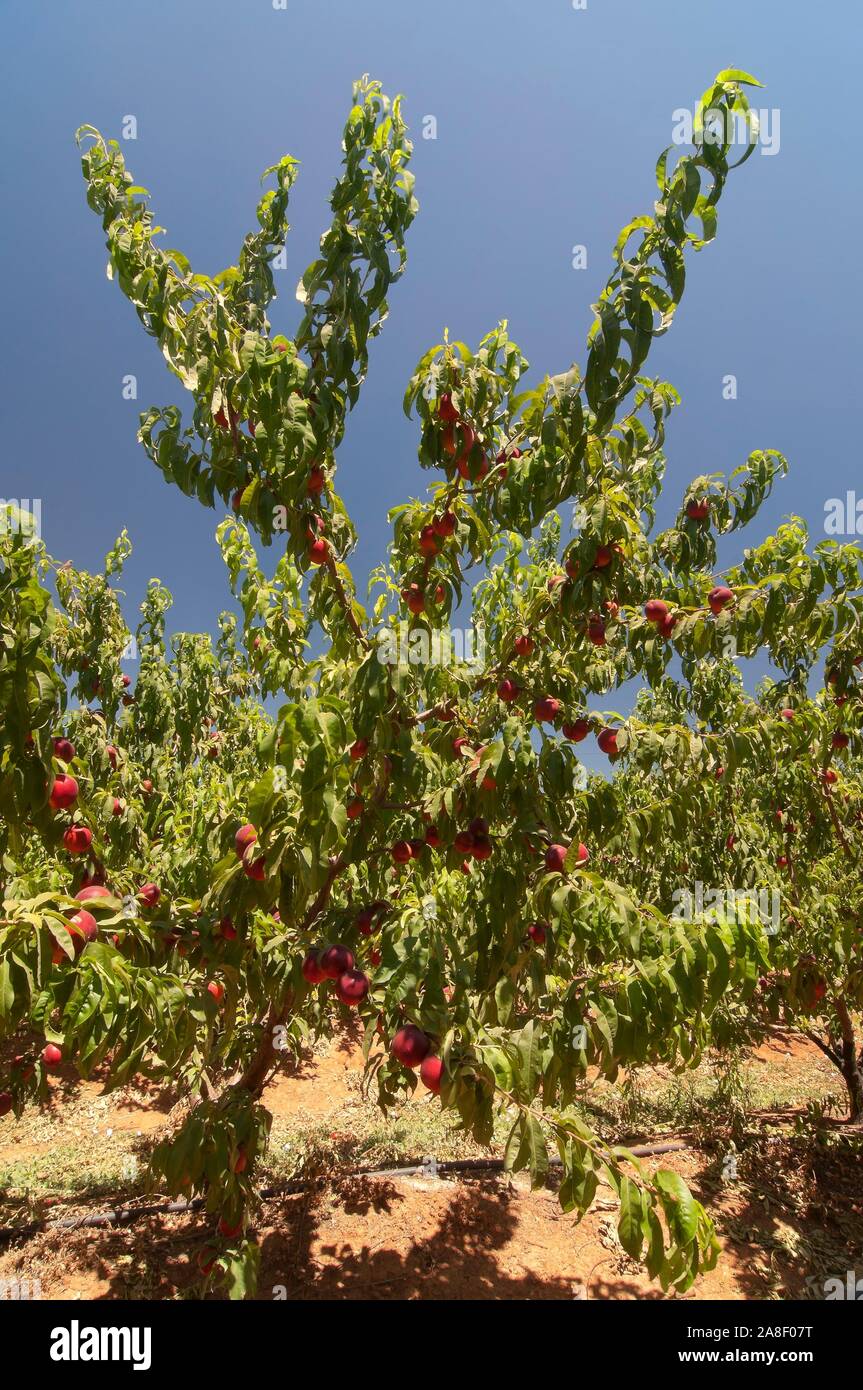 Peach tree, Brenes, Seville province, Region of Andalusia, Spain, Europe. Stock Photo
