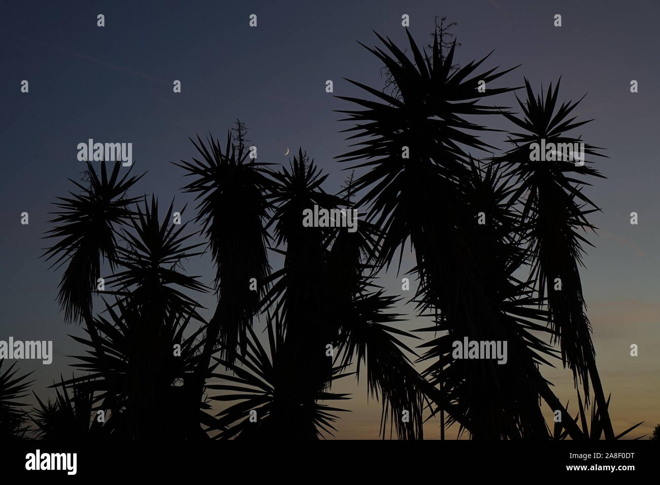 Palm tree silhouette against a twilight sky with the moon crescent Stock Photo