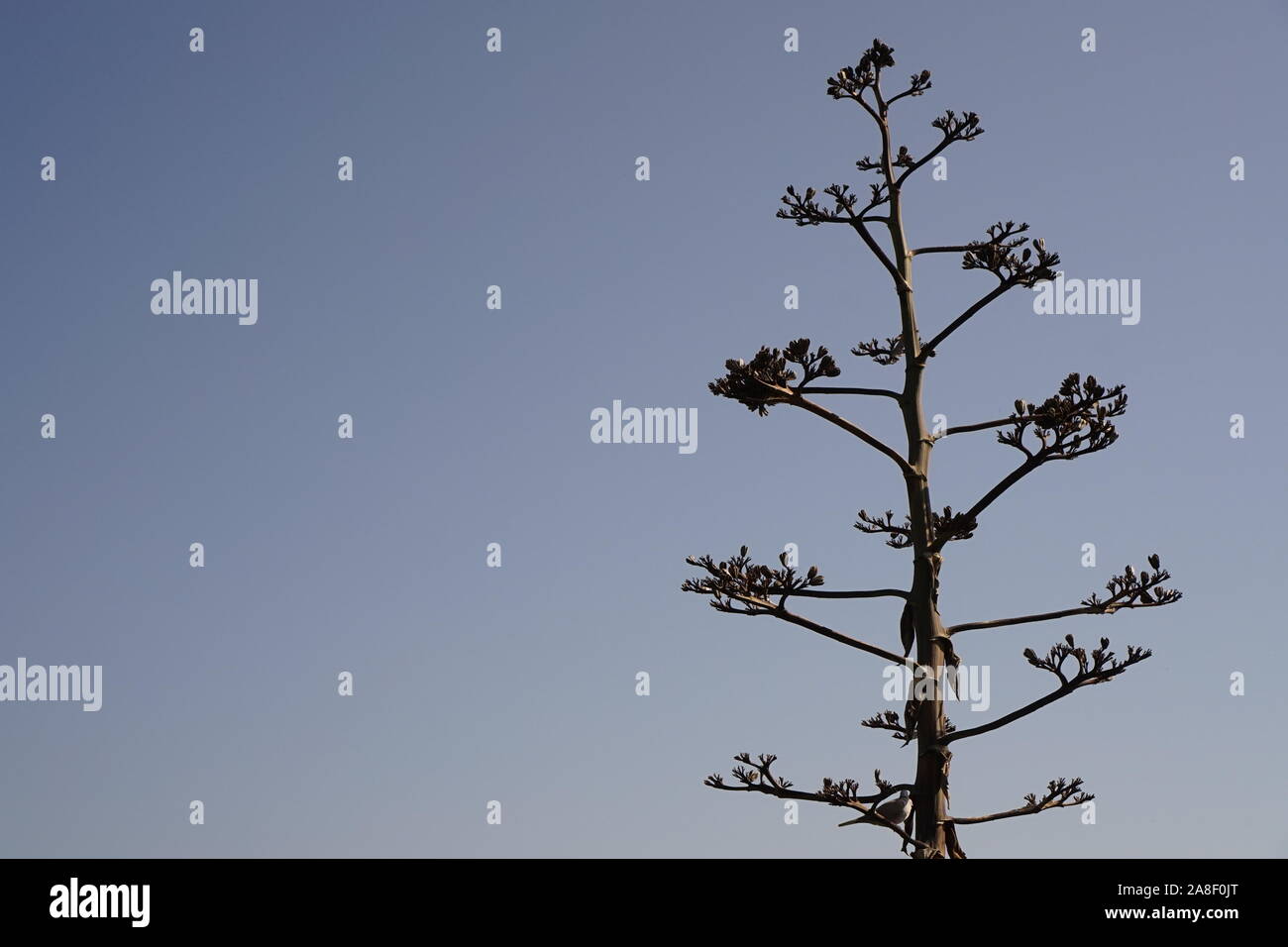 A tree in arid climate against a clear blue summer sky Stock Photo
