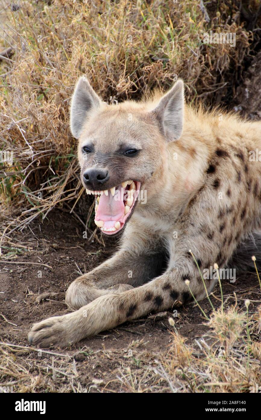 Hyena teeth hi-res stock photography and images - Alamy