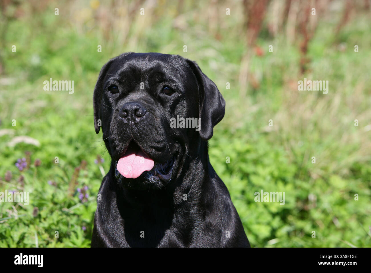 Corso cane hi-res stock photography and images - Page 11 - Alamy