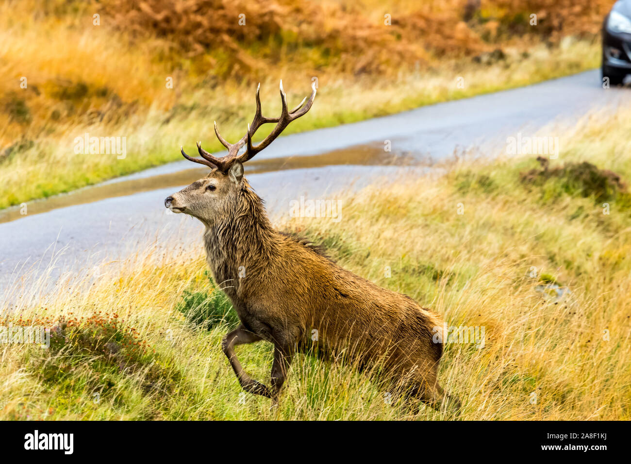 Red deer stag (latin name: Cervus elaphus) in Autumn. The Monarch of the Glen, about to cross a single track road with car approaching.  Glen Strathfa Stock Photo