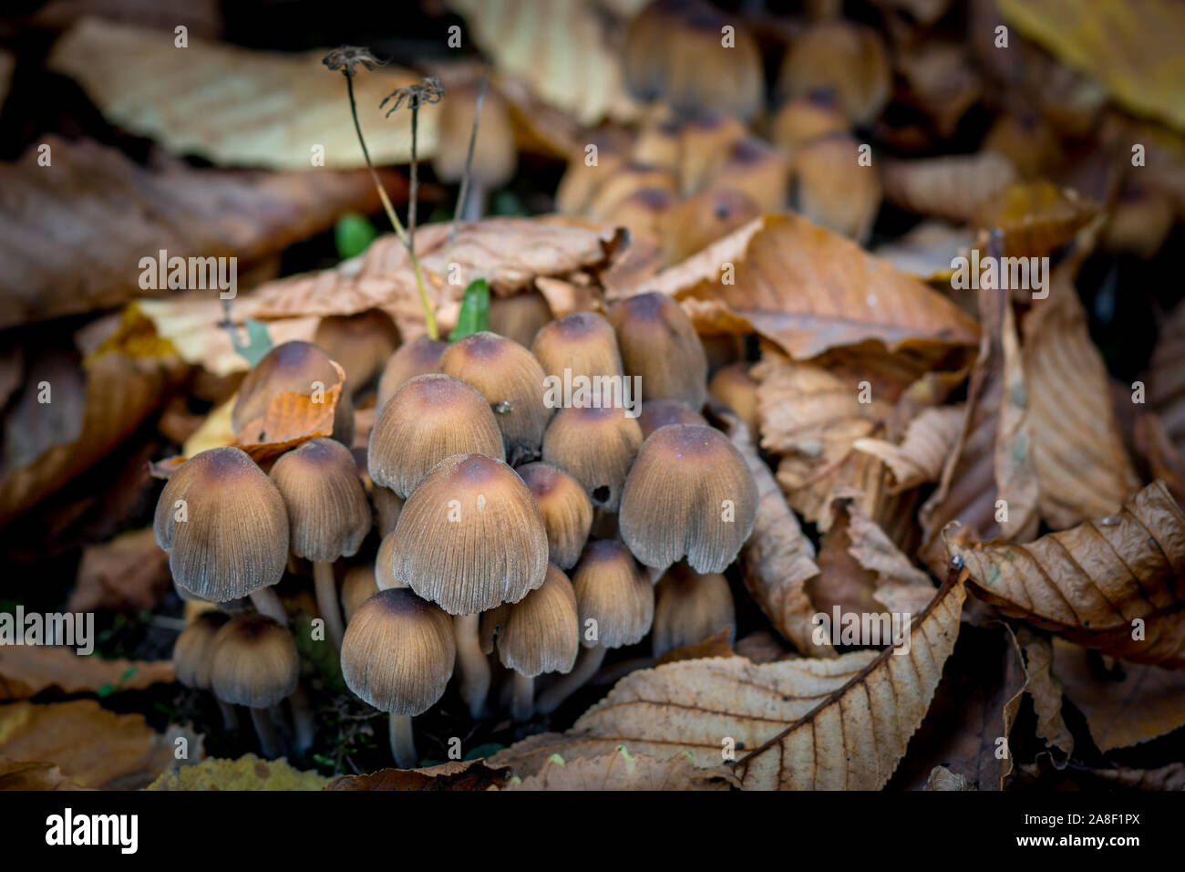 Mushrooms grow in the wild against a background of yellow autumn leaves. Poisonous mushrooms. Stock Photo
