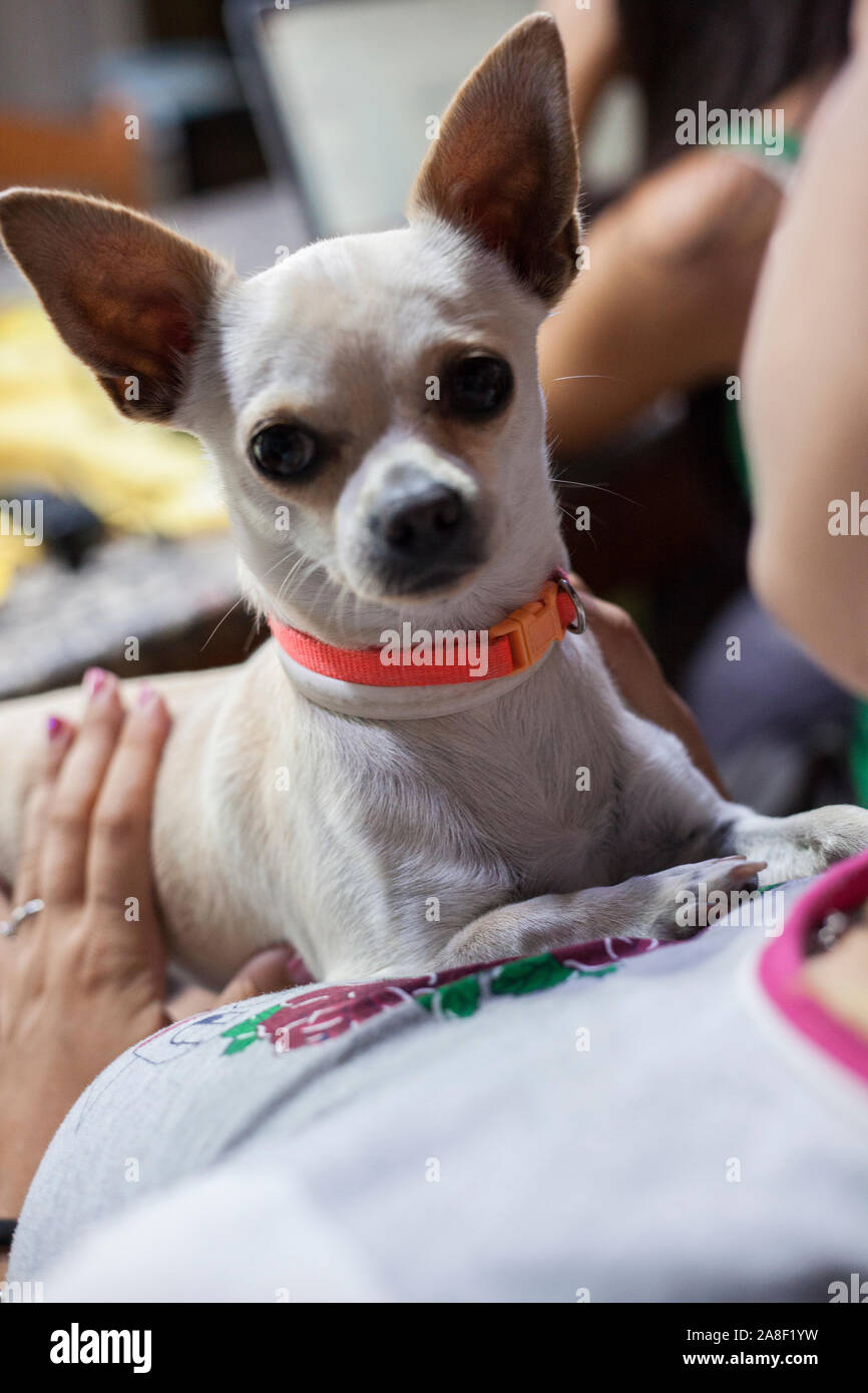 Blonde girl cuddles chihuahua 10 Stock Photo Alamy