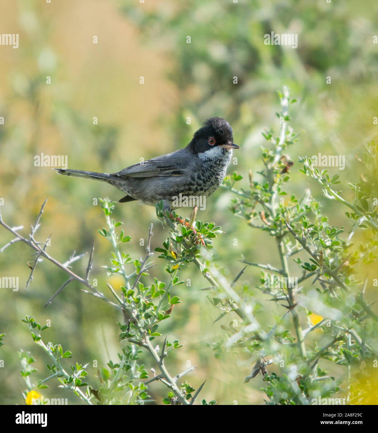 Male Cyprus Warbler (Sylvia melanothorax) in a small bush on the Island of Cyprus. Stock Photo