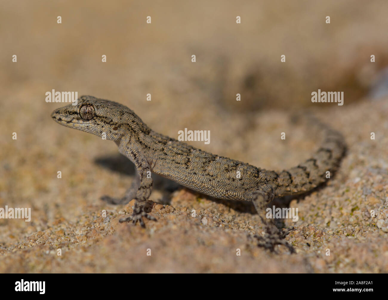 Kotschy's Gecko (Mediodactylus kotschyi) on the Greek Island of Cyprus, Greece. Stock Photo