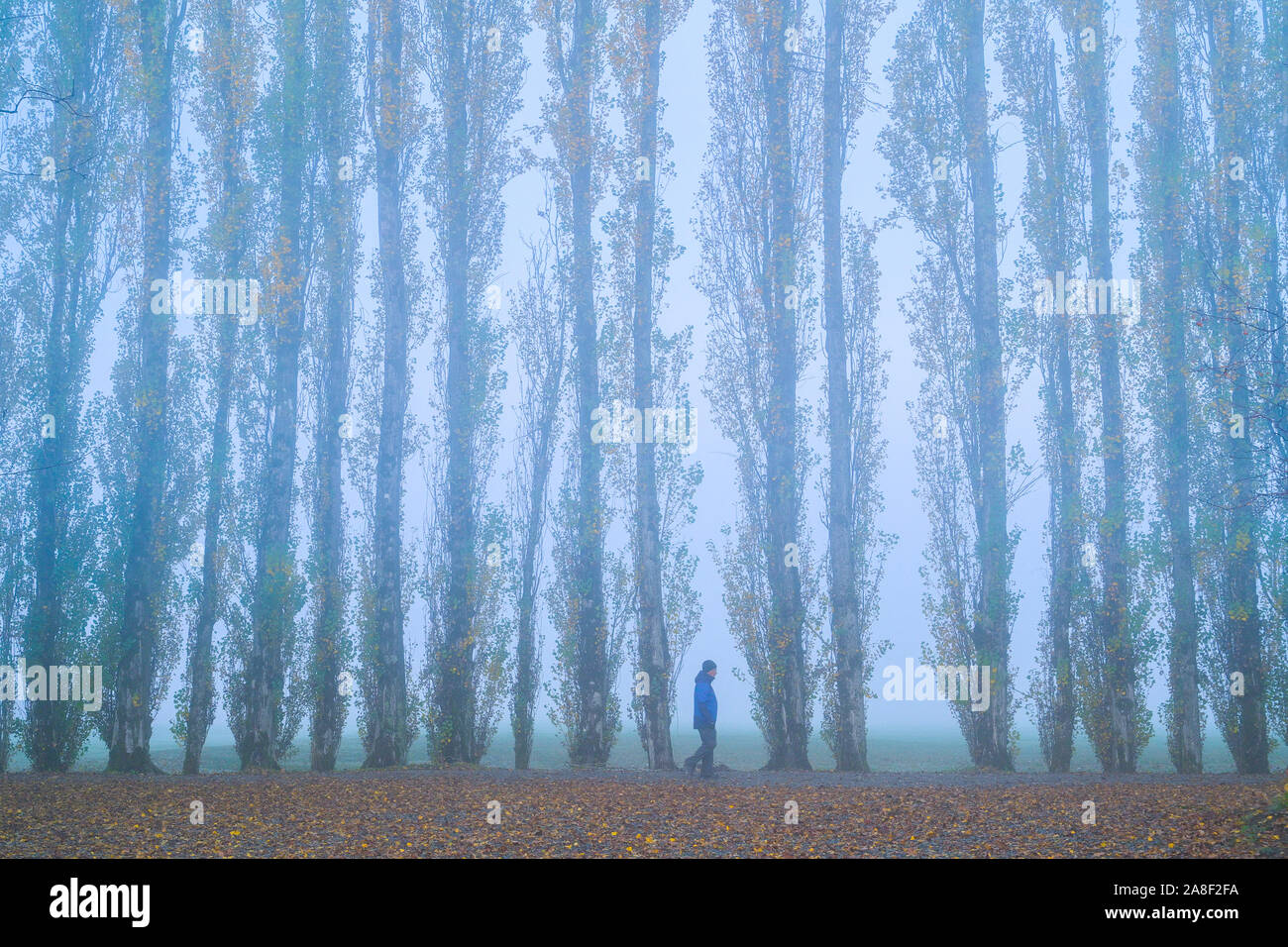 Man walking by Lombardy Poplar trees in fog, Burnaby Lake Regional Park, Burnaby, British Columbia, Canada Stock Photo