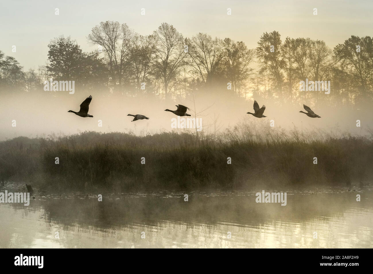 Geese in flight, morning, Burnaby Lake Regional Park, Burnaby, British Columbia, Canada Stock Photo