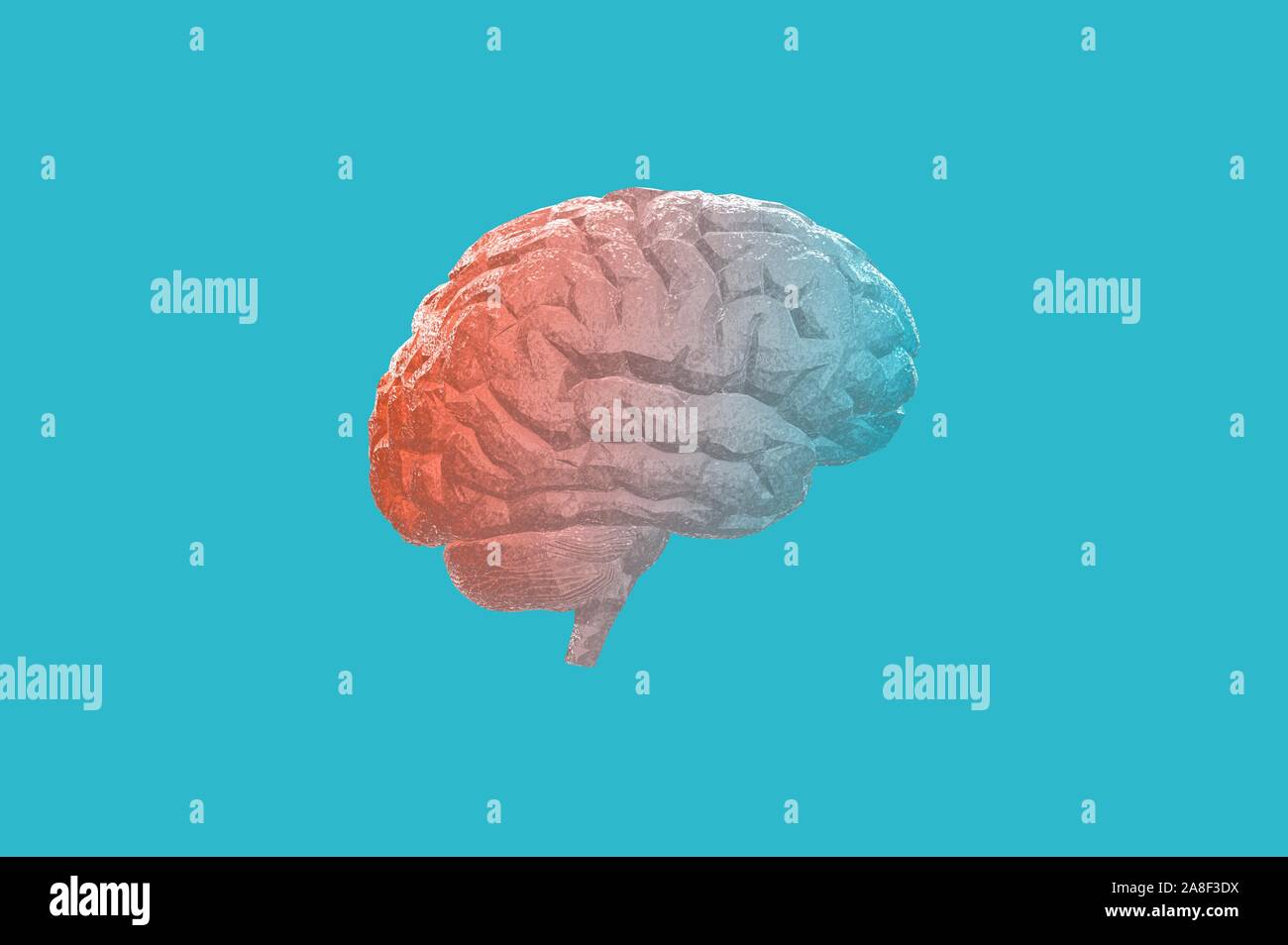 Human Brain Anatomical Model 3D Rendering Stock Photo - Alamy