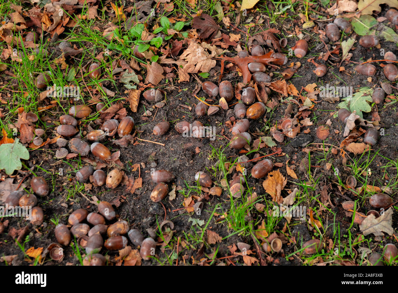 Top view tree branches ground hi-res stock photography and images - Alamy