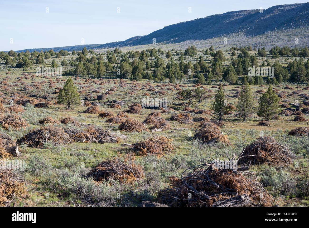 Juniper removal project in the Steens Mountain region of Oregon Stock