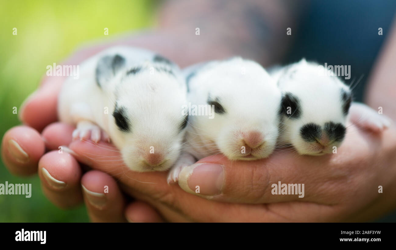 Baby rabbits 1 best sale week