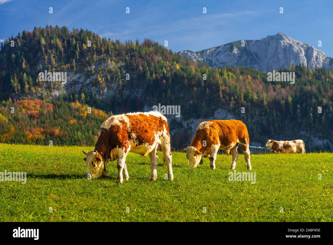 Fall foliage color in the trees and the calm lake with reflections at