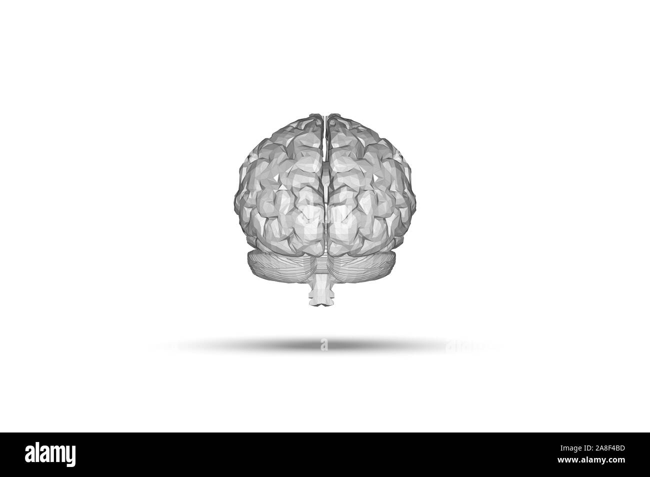 Human Brain Anatomical Model 3D Rendering Stock Photo - Alamy