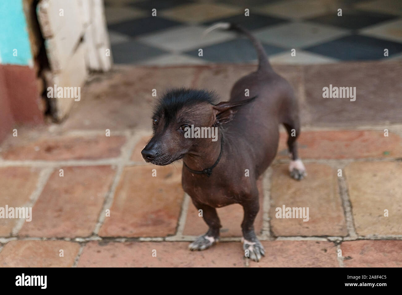 Cuban deals hairless dog