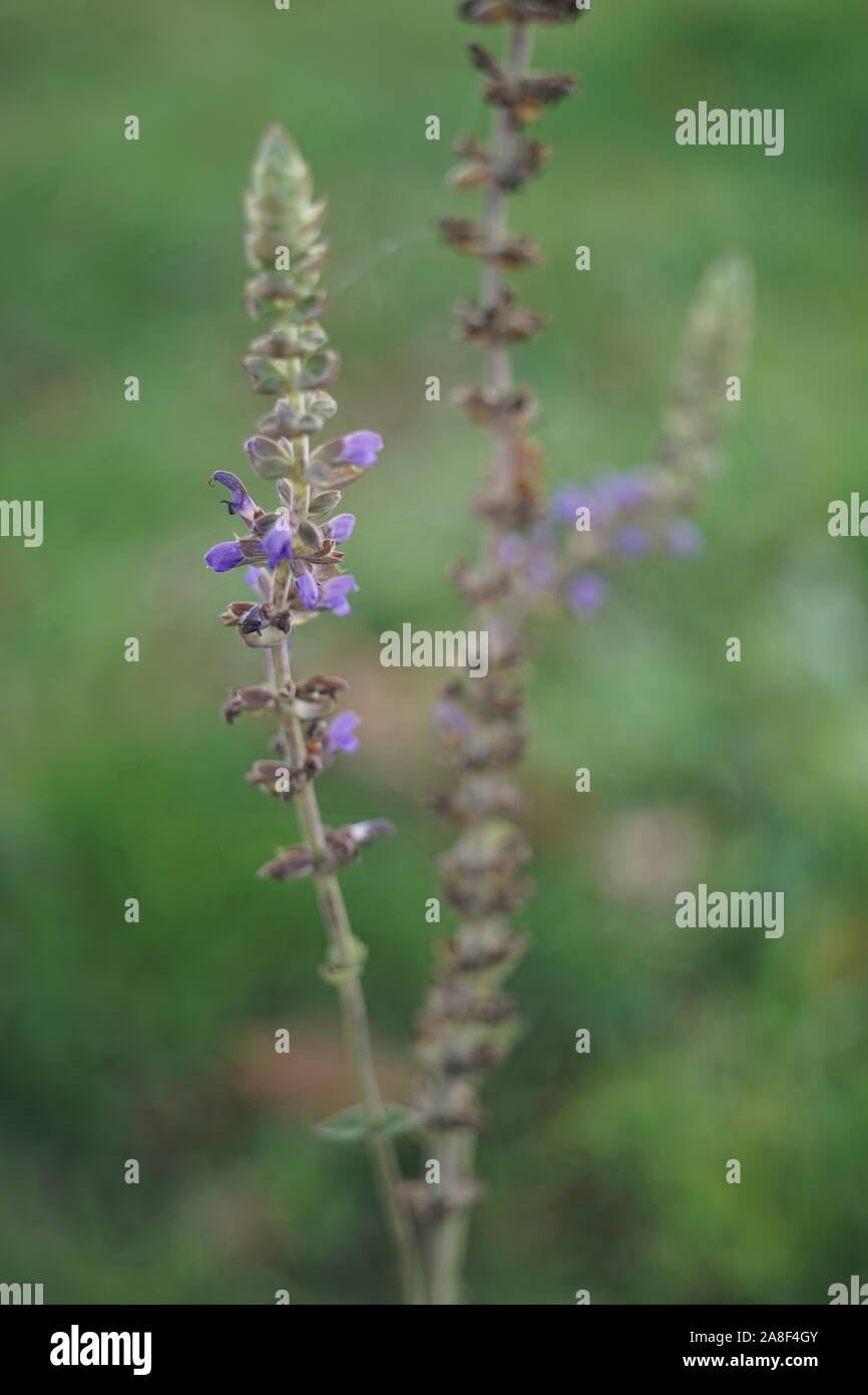 Purple wild flowers at sunrise hi-res stock photography and images - Alamy