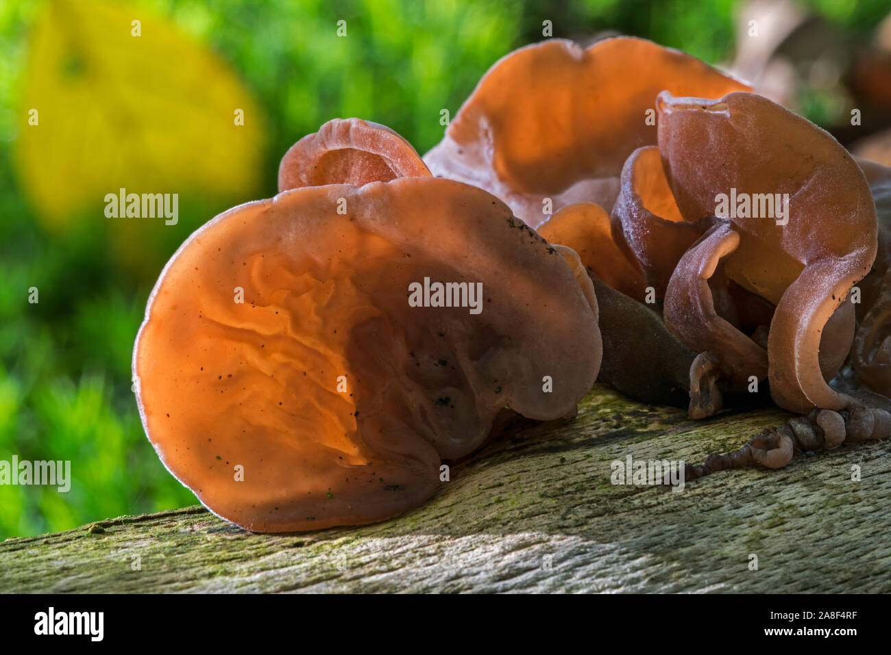 Jew's ear / black wood ear / jelly ear (Auricularia auriculajudae