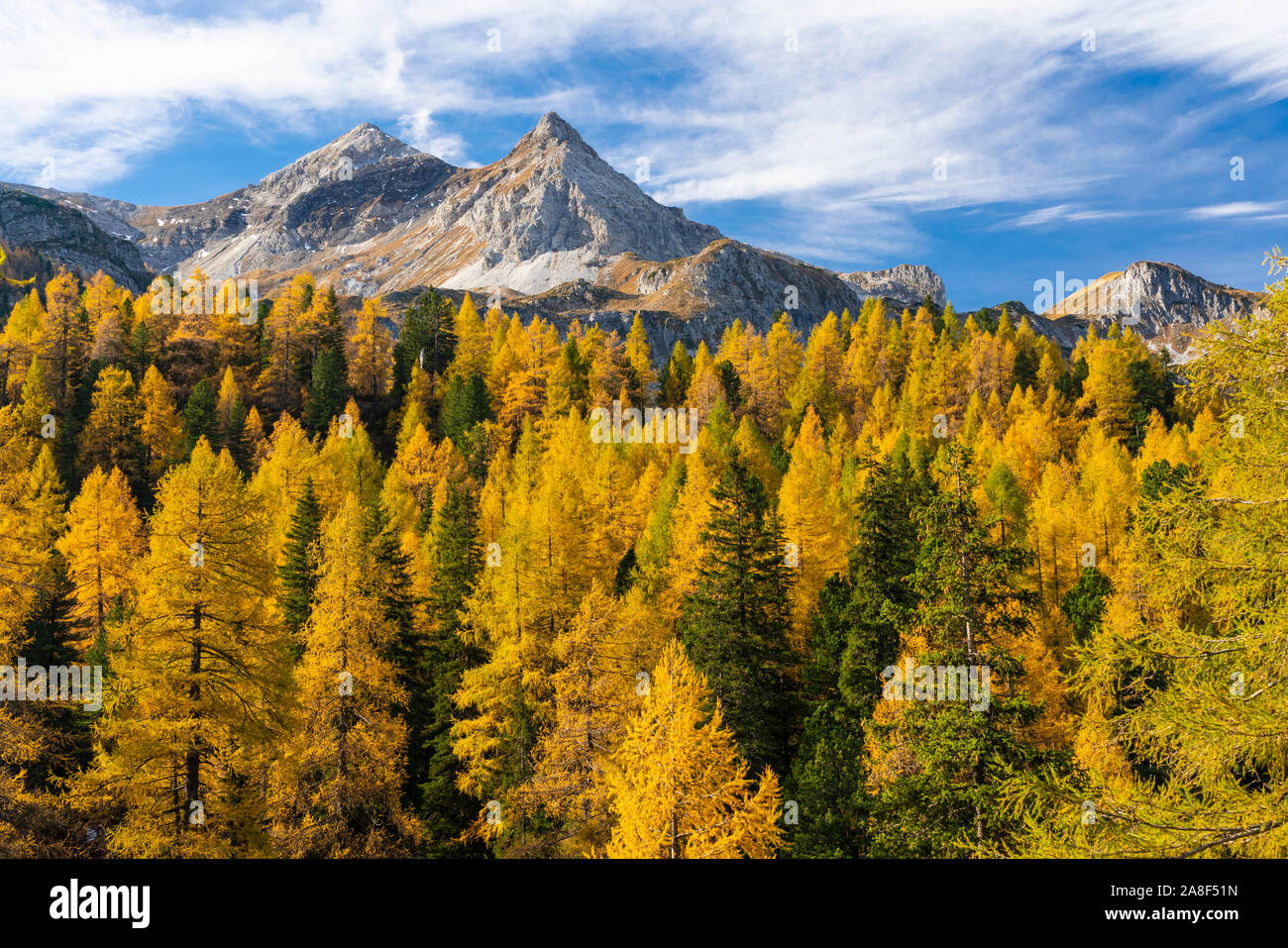 Fall foliage color in the larch trees near Obertauern, Austria, Europe