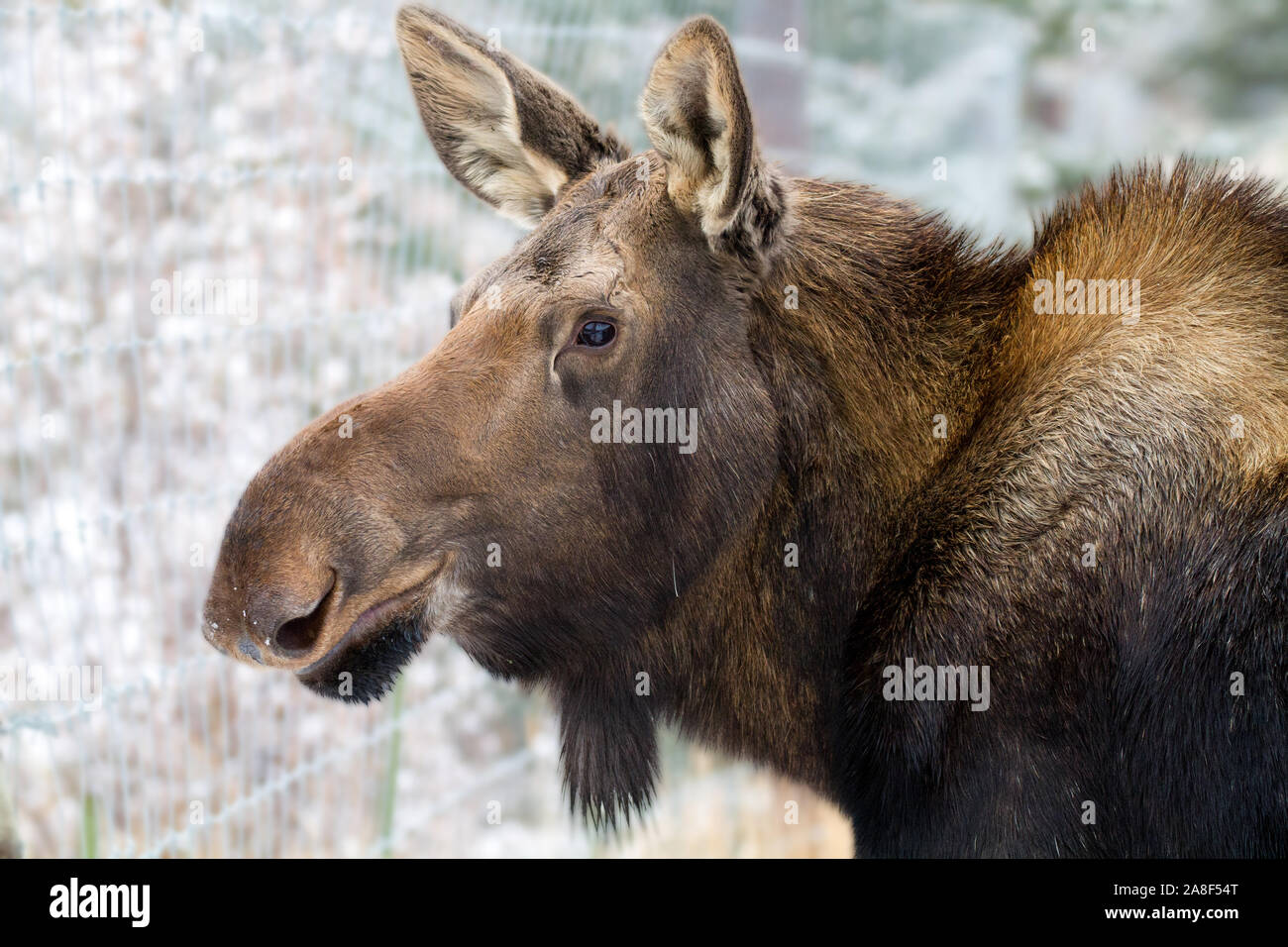 Moose portrait isolated Yukon Stock Photo