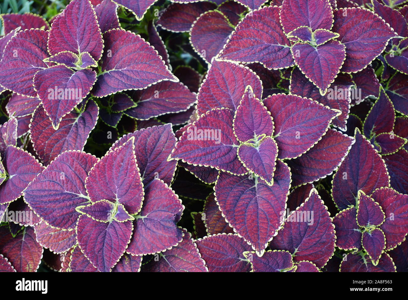 Coleus, Chocolate Mint (Solenostemon) growing in a planting bed in