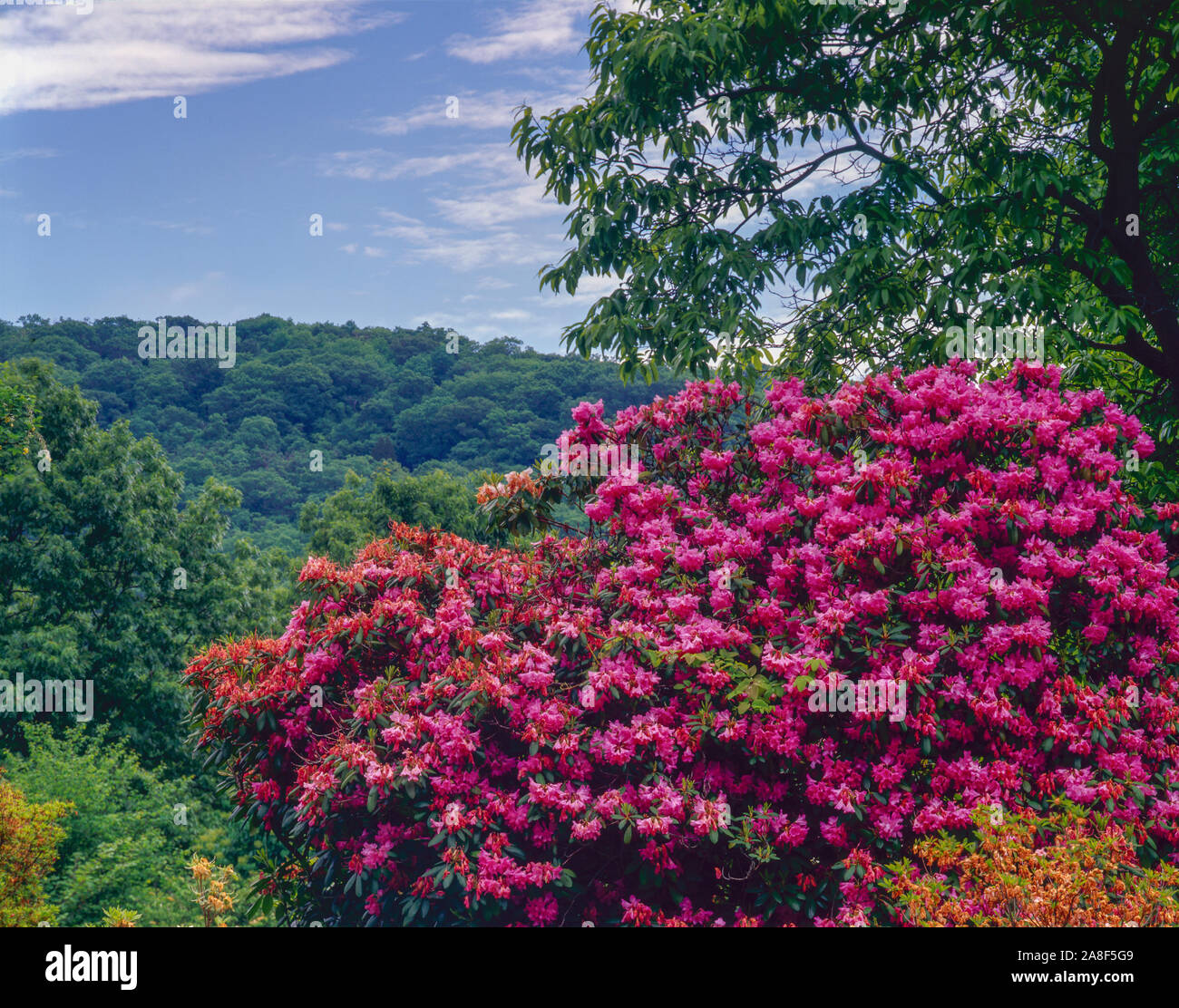 Rhododendrons and Ramapo Mountains, Skyland Gardens, Ringwood State Park Nwe Jersey,  Ringwood Manor Stock Photo
