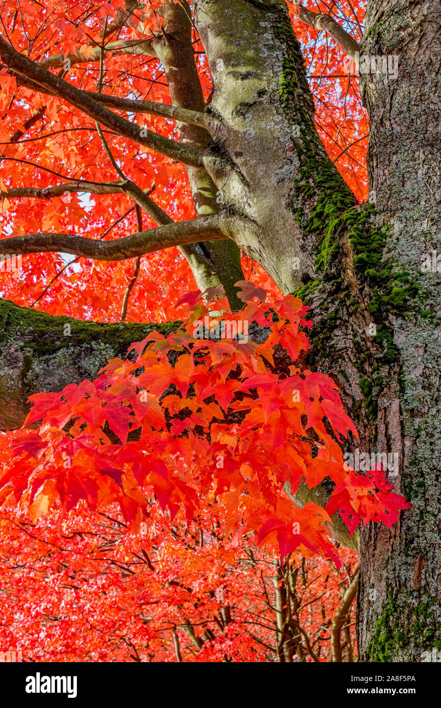 Fall colour, tree with red maple like leaves Stock Photo