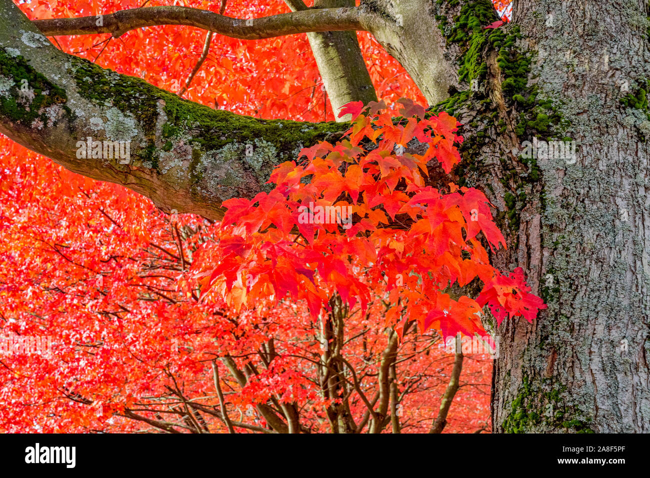 Fall colour, tree with red maple like leaves Stock Photo