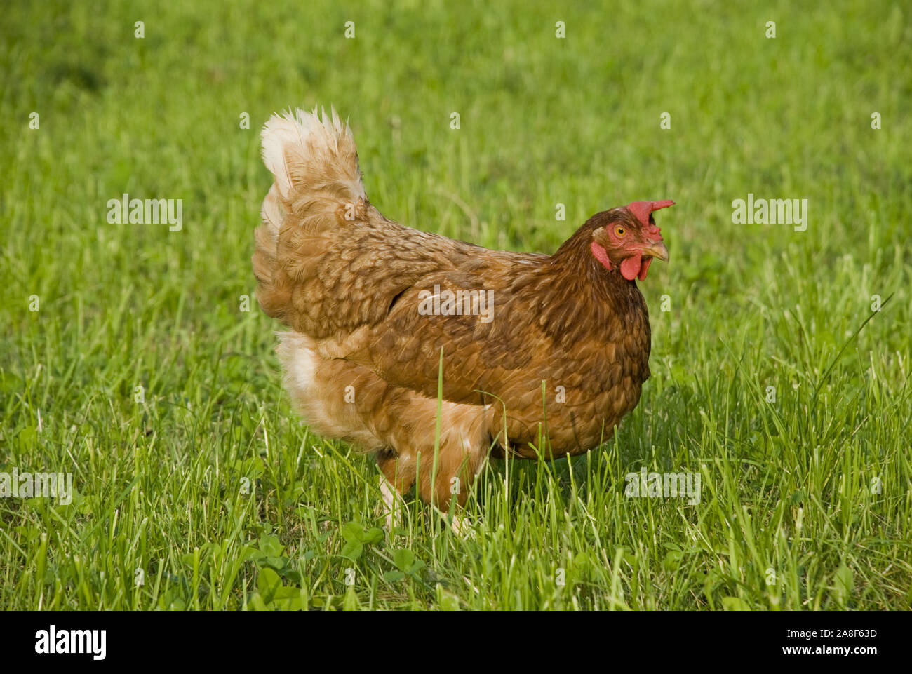 Henne, Huhn, freilaufend, Haushuhn, Stock Photo