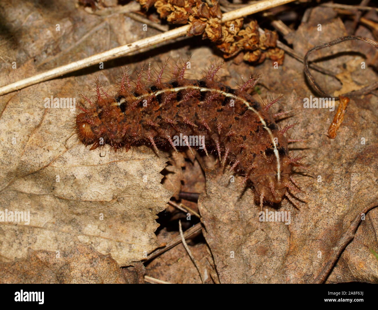 Fabriciana adippe caterpillar, the high brown fritillary. Family Nymphalidae, native to Europe and across the Palearctic to Japan. Stock Photo